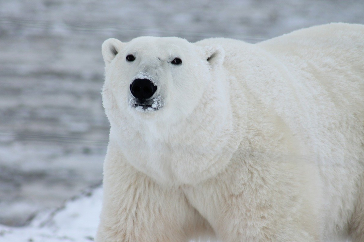 Összeírják a jegesmedvéket Oroszországban