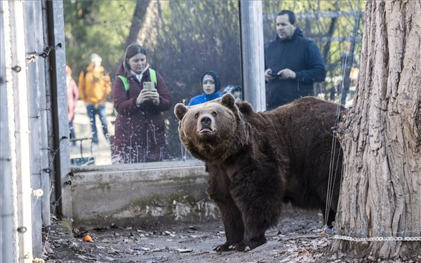 Meglátta árnyékát a fővárosi állatkert medvéje