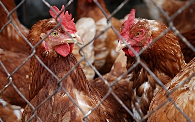 Bács-Kiskun és Csongrád megyében már 226 állattartó telepen mutatták ki a madárinfluenzát