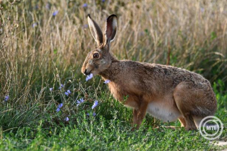 A felelős állattartásra hívja fel a figyelmet az állatvédelemért felelős kormánybiztos